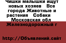   Чишки-малышки ищут новых хозяев - Все города Животные и растения » Собаки   . Московская обл.,Железнодорожный г.